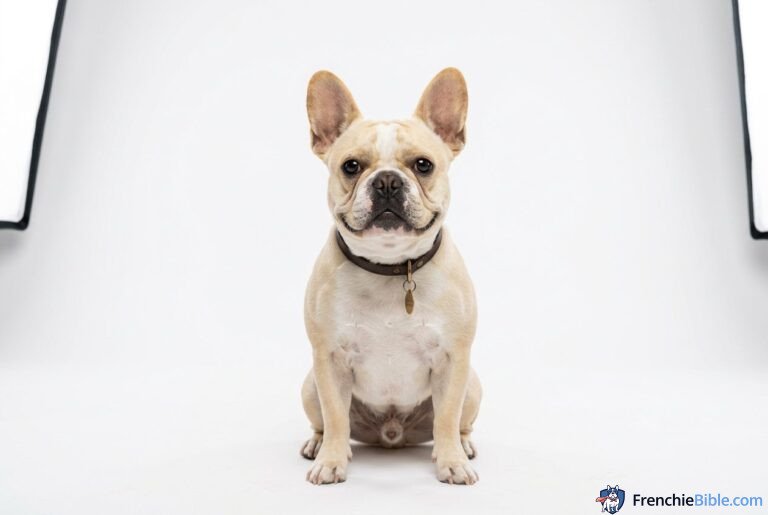 2024 French Bulldog Price Guide: Why Do Some Cost $1,000 and Others $10,000?