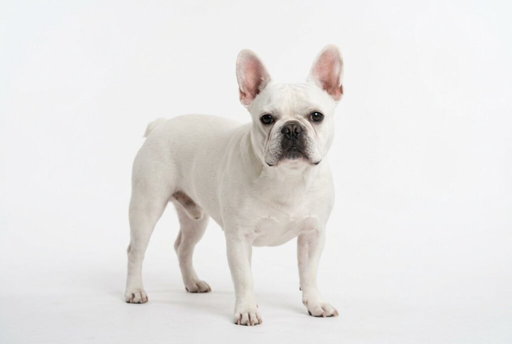 - French Bulldog Complete Guide