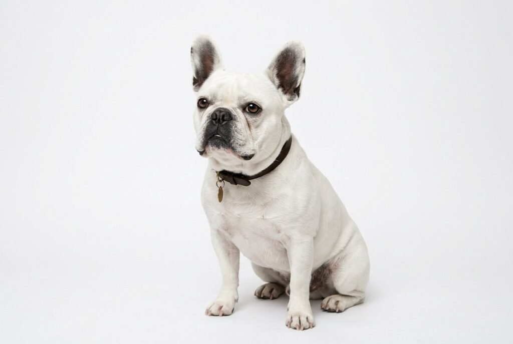 - French Bulldog Complete Guide