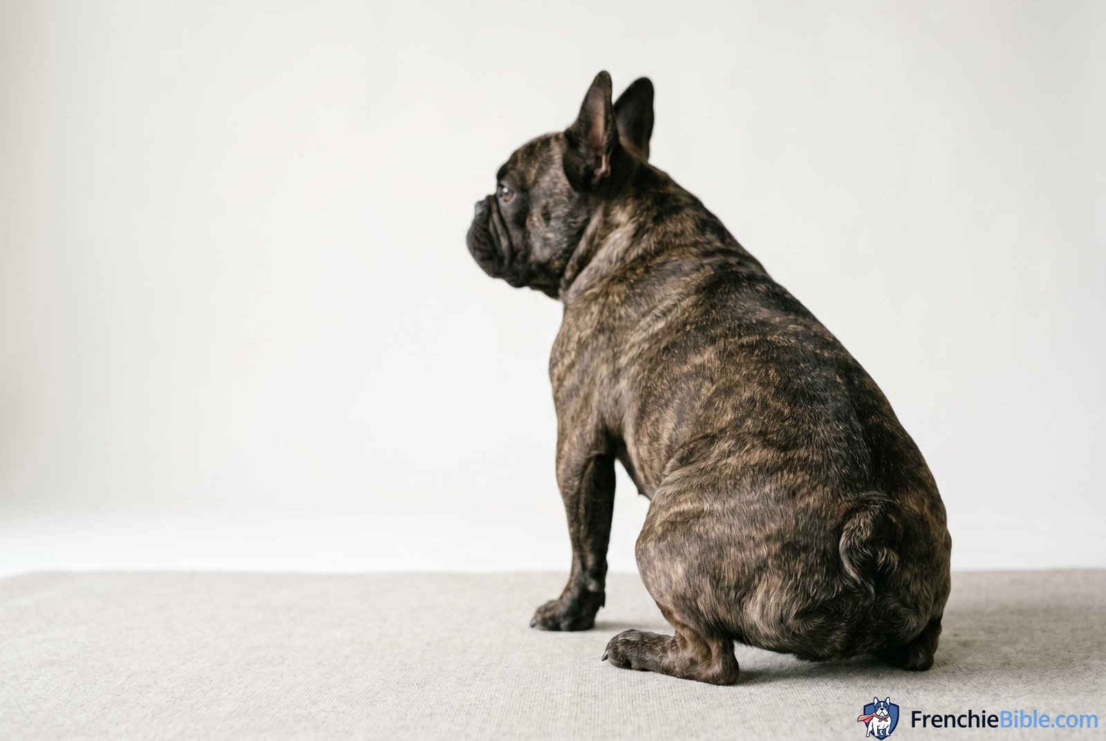 Understanding the French Bulldog Anatomy: The Tail Pocket